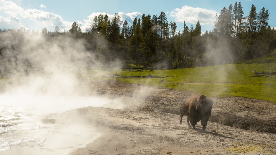 Yellowstone — 20250525-DSC_3059